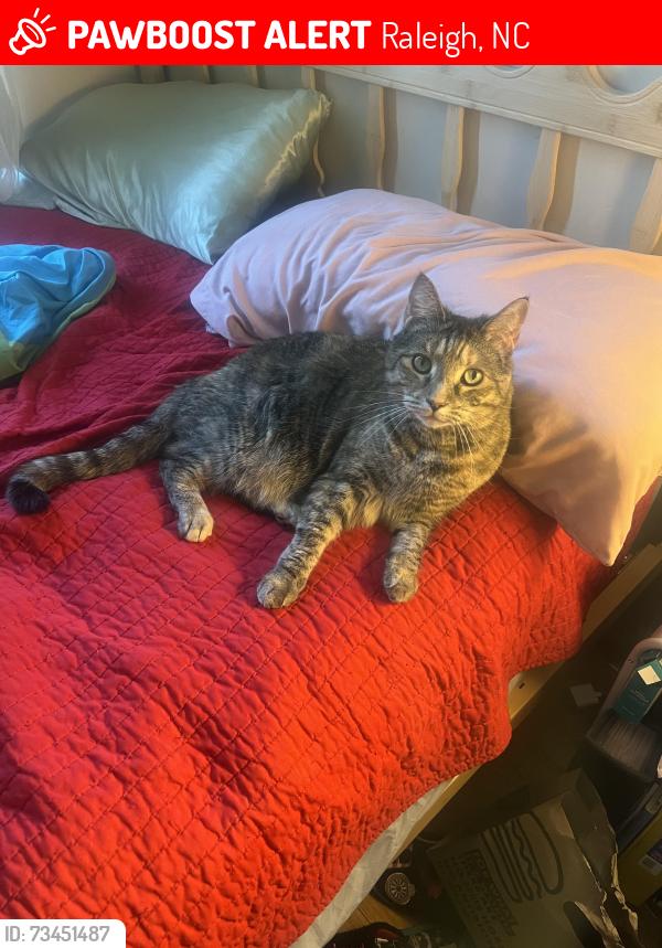 Lost Female Cat last seen Jade Forest Trl and Amber Bluffs Crescent, Raleigh, NC 27616