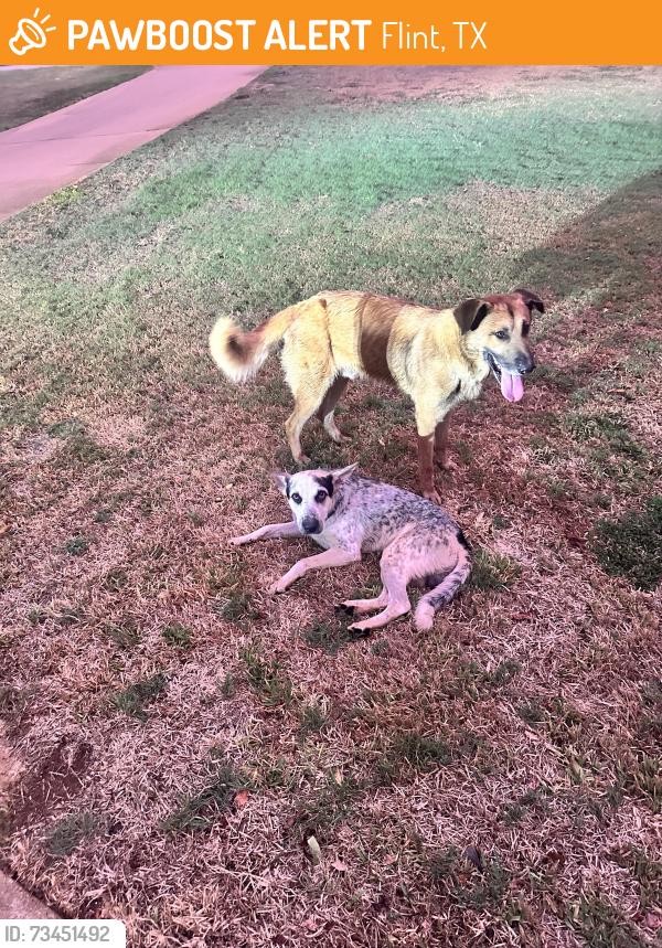 Found/Stray Unknown Dog last seen Pleasant retreat in flint, Flint, TX 75762