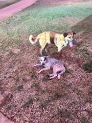Found/Stray Unknown Dog last seen Pleasant retreat in flint, Flint, TX 75762