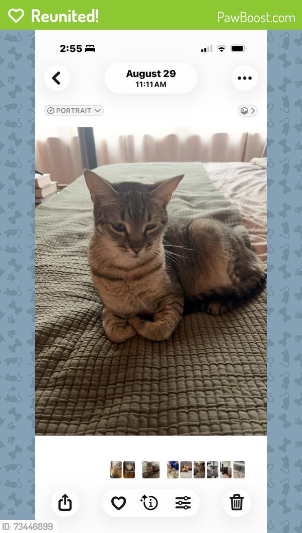 Reunited Female Cat last seen Near vista dr, Fayetteville, NC 28305