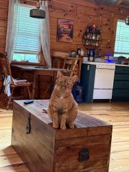 Reunited Female Cat last seen Ray Hill and Boylston, Mills River, NC 28759