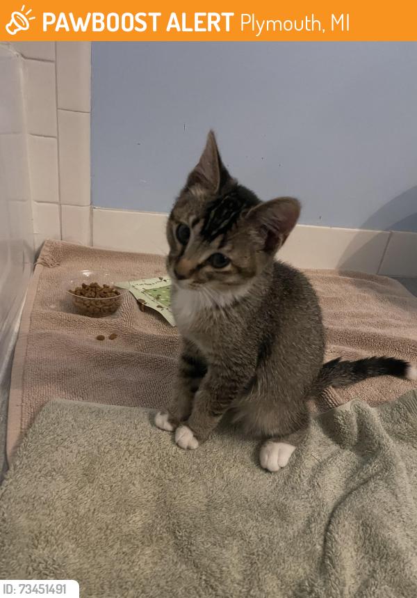 Found/Stray Male Cat last seen Cedarbrook senior facility, Plymouth, MI 48170
