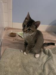 Found/Stray Male Cat last seen Cedarbrook senior facility, Plymouth, MI 48170