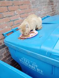 Found/Stray Male Cat last seen Maple Ave/Cherry St, Waterbury, CT 06702