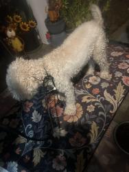 Found/Stray Unknown Dog last seen Ruea street, Grand Prairie, TX 75050