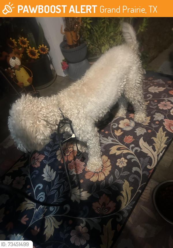 Found/Stray Unknown Dog last seen Ruea street, Grand Prairie, TX 75050