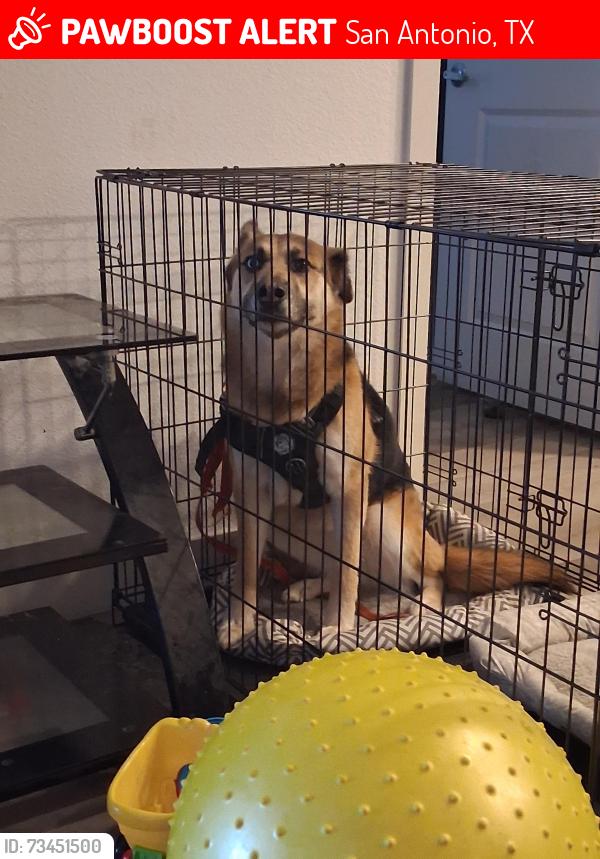 Lost Female Dog last seen Tomar dr and demya, San Antonio, TX 78227