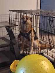 Lost Female Dog last seen Tomar dr and demya, San Antonio, TX 78227