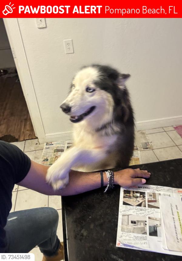 Lost Male Dog last seen Near NE, Pompano Beach, FL 33064