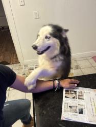 Lost Male Dog last seen Near NE, Pompano Beach, FL 33064