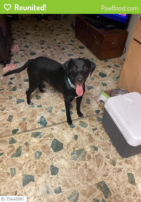 Reunited Male Dog last seen First Colonial/Virginia beach blvd, Virginia Beach, VA 23454