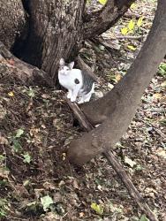 Found/Stray Unknown Cat last seen Sterling/raymond streets, Worcester, MA 01610