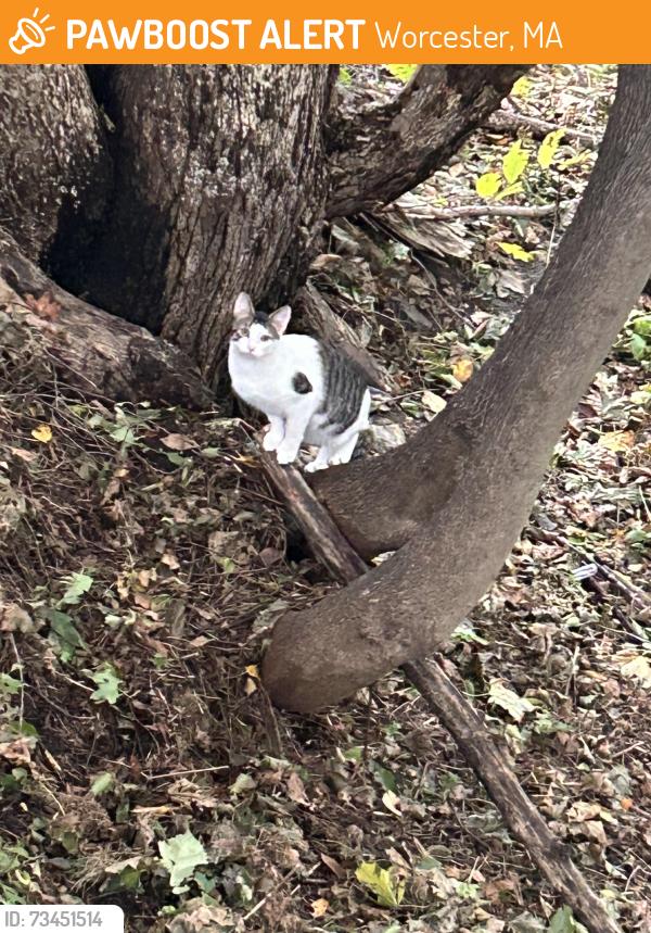 Found/Stray Unknown Cat last seen Sterling/raymond streets, Worcester, MA 01610