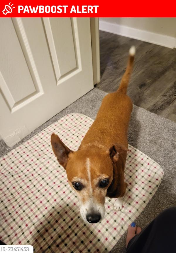 Lost Male Dog last seen York and palace dr, Colorado Springs, CO 80918