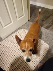 Lost Male Dog last seen York and palace dr, Colorado Springs, CO 80918