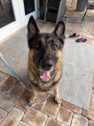 Found/Stray Male Dog last seen Near, Deltona, FL 32738