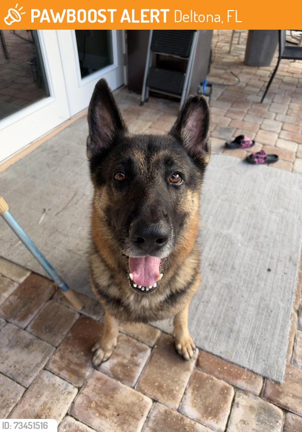 Found/Stray Male Dog last seen Near, Deltona, FL 32738