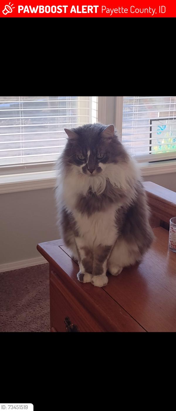 Lost Male Cat last seen Custer Rd between 2 1/2 & 3rd. may be at Mayo Dairy, Payette County, ID 83619