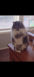 Lost Male Cat last seen Custer Rd between 2 1/2 & 3rd. may be at Mayo Dairy, Payette County, ID 83619