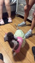 Lost Female Dog last seen Randall, The Bronx, NY 10473