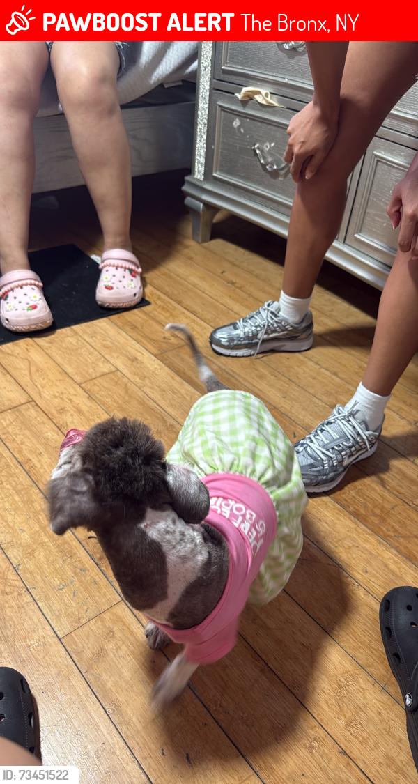 Lost Female Dog last seen Randall, The Bronx, NY 10473