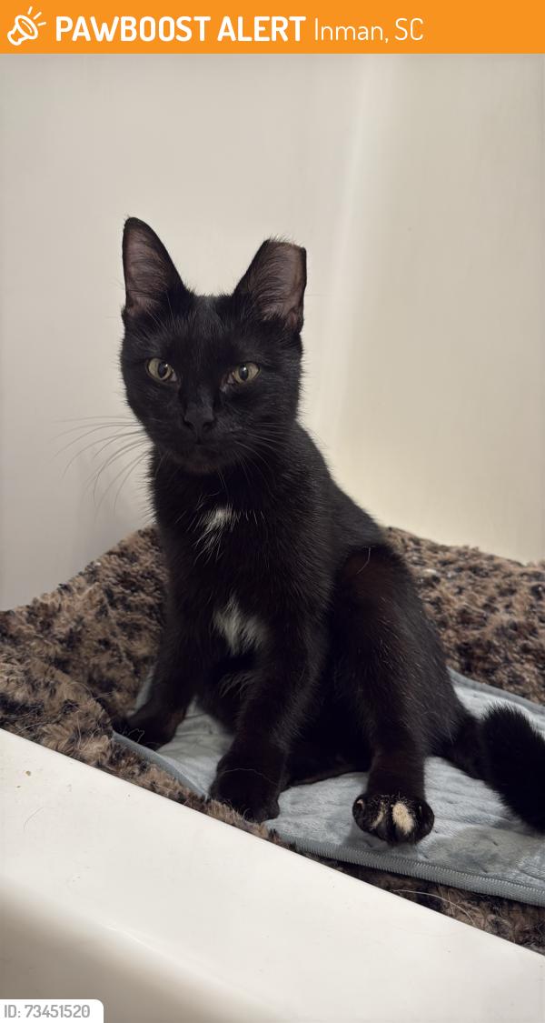 Found/Stray Female Cat last seen Autumn Park apmts on Schooner Circle, Inman, SC 29349