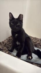 Found/Stray Female Cat last seen Autumn Park apmts on Schooner Circle, Inman, SC 29349