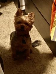 Lost Female Dog last seen 69th terrace and paseo, Kansas City, MO 64131