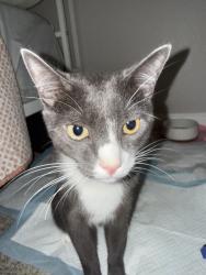 Lost Male Cat last seen At Davinci apmts, Davis, CA 95618
