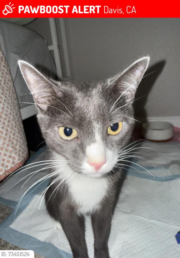 Lost Male Cat last seen At Davinci apmts, Davis, CA 95618