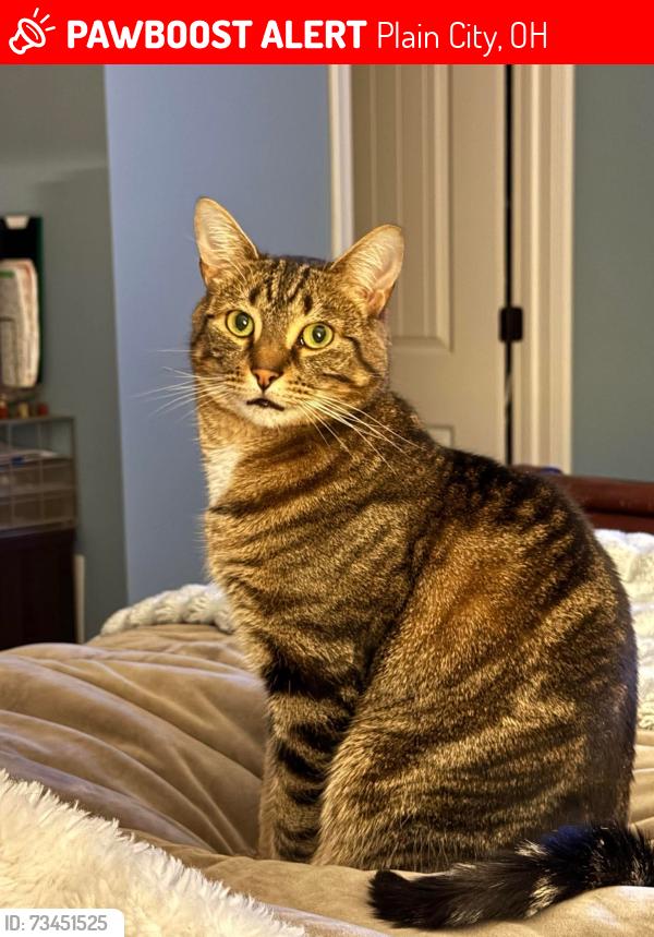 Lost Male Cat last seen Sugar Maple Rd in Jerome Village, Plain City, OH 43064