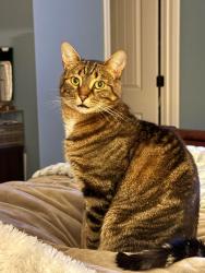 Lost Male Cat last seen Sugar Maple Rd in Jerome Village, Plain City, OH 43064