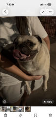 Reunited Unknown Dog last seen On Chenevert and tuam, Houston, TX 77004