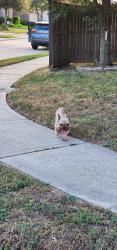 Found/Stray Male Dog last seen Lindale springs lane, Harris County, TX 77449