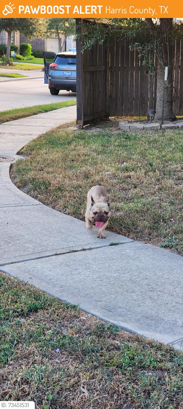Found/Stray Male Dog last seen Lindale springs lane, Harris County, TX 77449