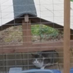 Found/Stray Unknown Cat last seen dirt road at the kitsap end of peacock hill, Olalla, WA 98359