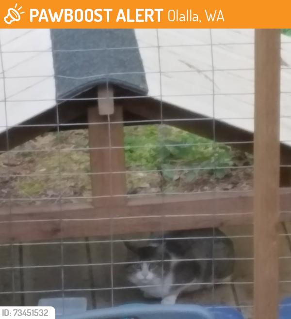 Found/Stray Unknown Cat last seen dirt road at the kitsap end of peacock hill, Olalla, WA 98359