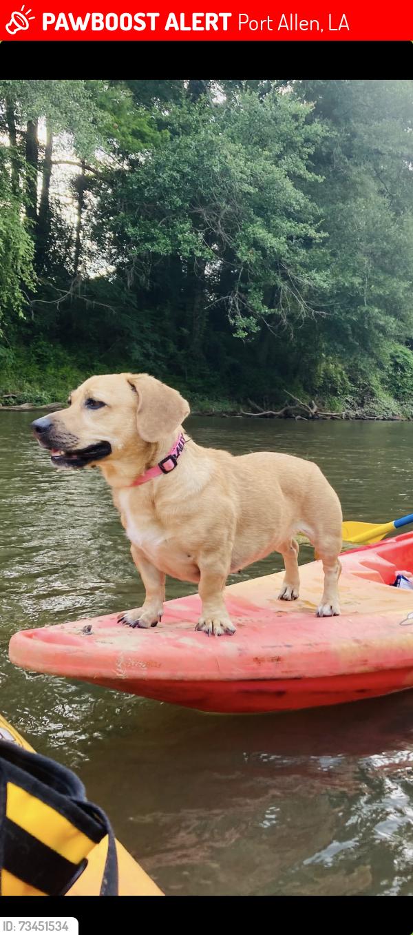 Lost Female Dog last seen Old Mississippi River Bridge (Horace Wilkinson Bridge), Port Allen, LA 70767