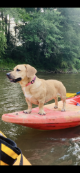 Lost Female Dog last seen Old Mississippi River Bridge (Horace Wilkinson Bridge), Port Allen, LA 70767