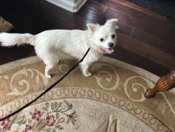 Found/Stray Female Dog last seen Burnt Pine Dr and Crossview Dr, Jacksonville, FL 32250
