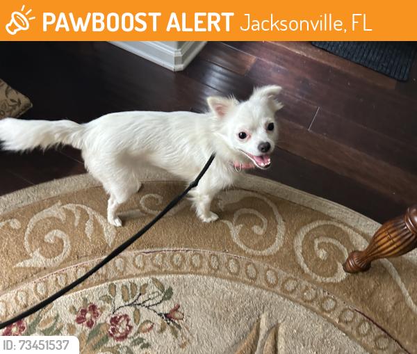 Found/Stray Female Dog last seen Burnt Pine Dr and Crossview Dr, Jacksonville, FL 32250