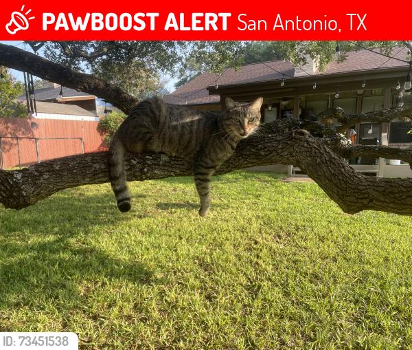 Lost Female Cat last seen Vista View, San Antonio, TX 78231