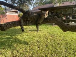 Lost Female Cat last seen Vista View, San Antonio, TX 78231