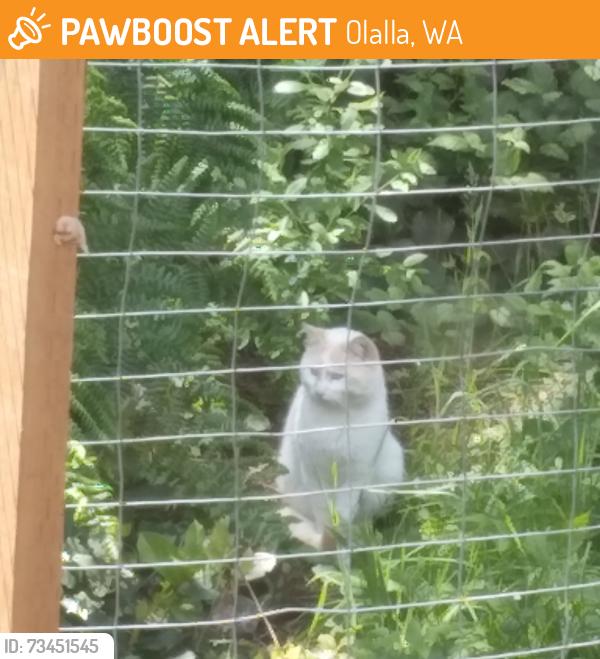 Found/Stray Unknown Cat last seen dirt road at the kitsap end of peacock hill, Olalla, WA 98359