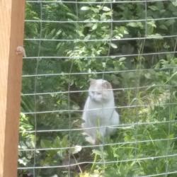 Found/Stray Unknown Cat last seen dirt road at the kitsap end of peacock hill, Olalla, WA 98359