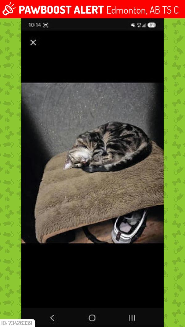 Lost Female Cat last seen Stoneyplain Rd and winterburn Rd, Edmonton, AB T5S 2C3
