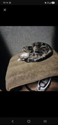 Lost Female Cat last seen Stoneyplain Rd and winterburn Rd, Edmonton, AB T5S 2C3