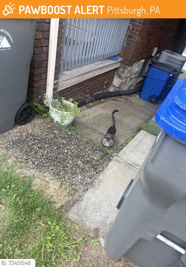 Found/Stray Unknown Cat last seen Near Latonia ave, Pittsburgh, PA 15216