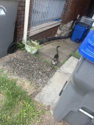 Found/Stray Unknown Cat last seen Near Latonia ave, Pittsburgh, PA 15216