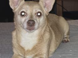 Lost Female Dog last seen Circlewood drive and Fairview Avenue, North Augusta, SC 29841